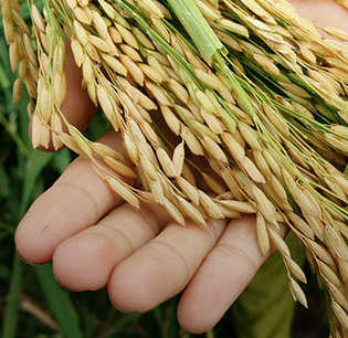 food-security